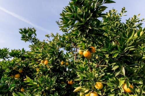 来自加州的春日献礼:新奇士脐橙东北限时赏味(图1) 来自加州的春日献礼:新奇士脐橙东北限时赏味(图1)