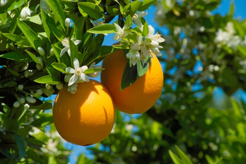 来自加州的春日献礼:新奇士脐橙东北限时赏味(图2) 来自加州的春日献礼:新奇士脐橙东北限时赏味(图2)