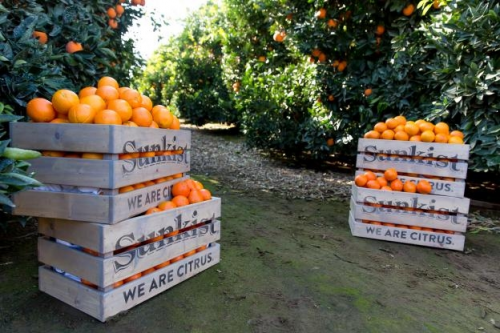 来自加州的春日献礼:新奇士脐橙东北限时赏味(图3) 来自加州的春日献礼:新奇士脐橙东北限时赏味(图3)