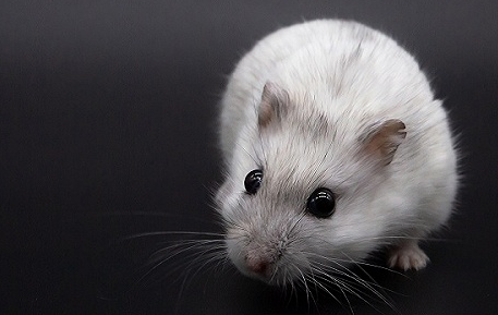 国产实验小白鼠卖到了北美