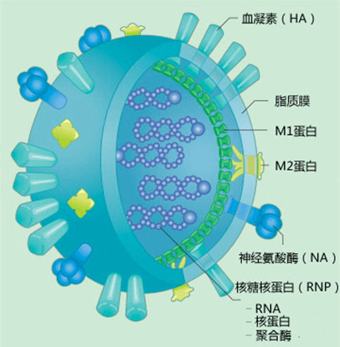 流感病毒来势汹汹，是不是感染了甲流？如何检测，一文读懂！ (图2)